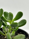 Crassula rogersii