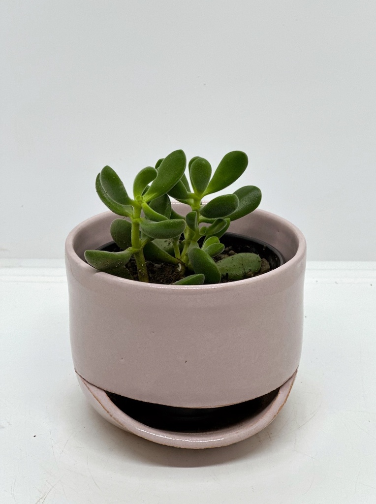 Crassula rogersii