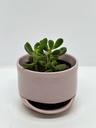 Crassula rogersii