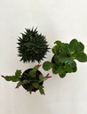 Pet Lovers Selection