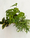 Home/Office Bundle(Without pots)