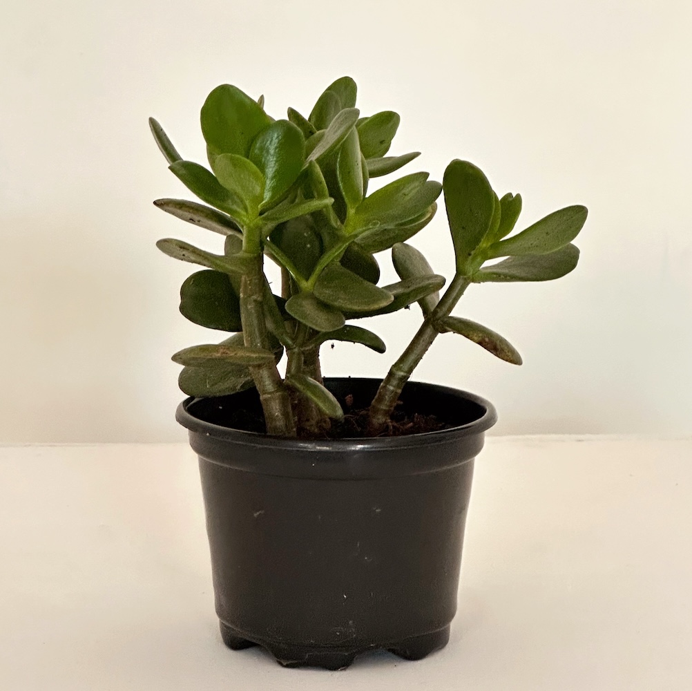 Crassula ovata (Jade Plant)