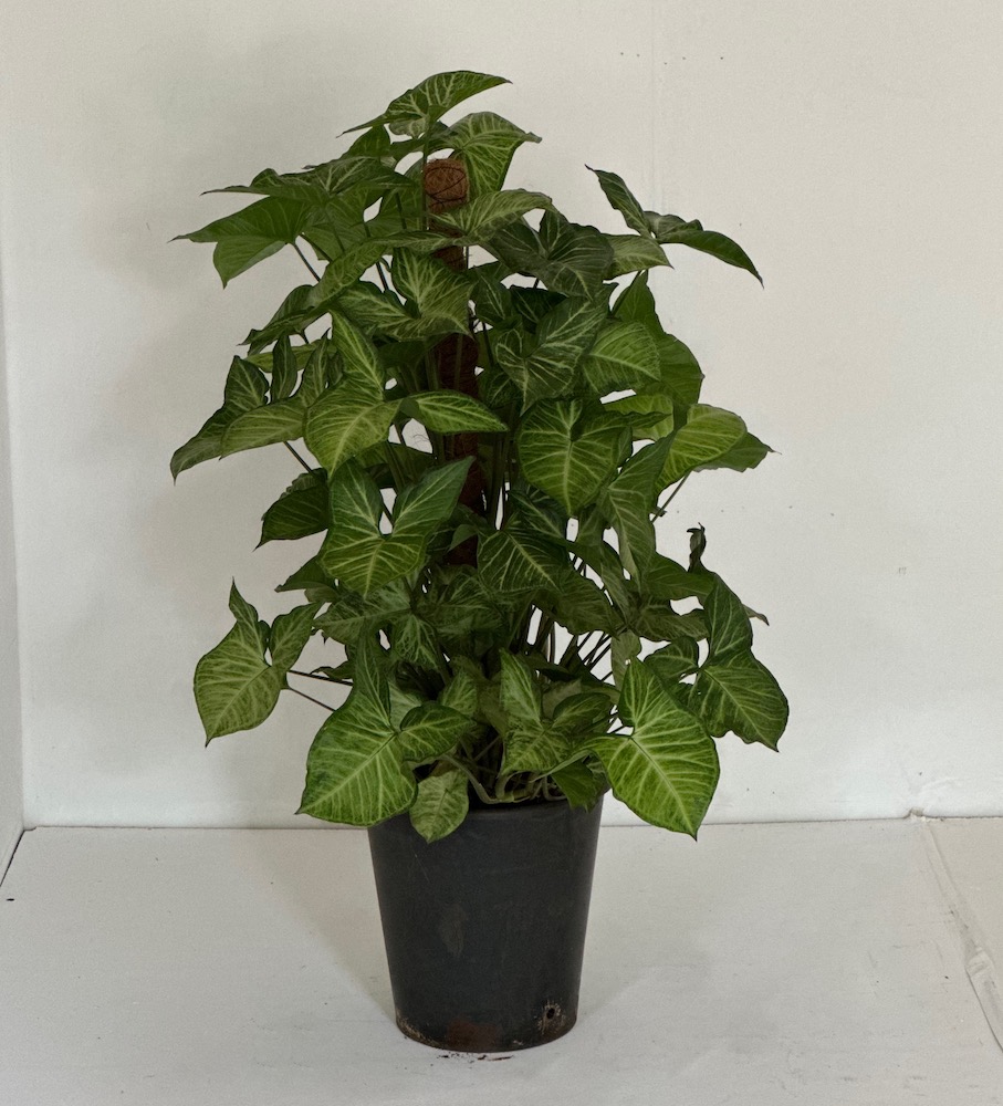 Syngonium podophyllum