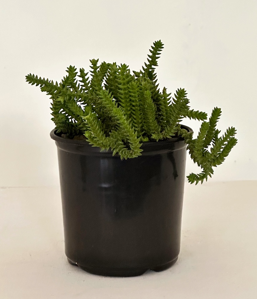 Crassula Muscosa