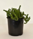 Crassula Muscosa