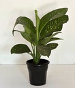 Dieffenbachia sp. (Dumb Cane)