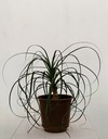 Beaucarnea recurvata