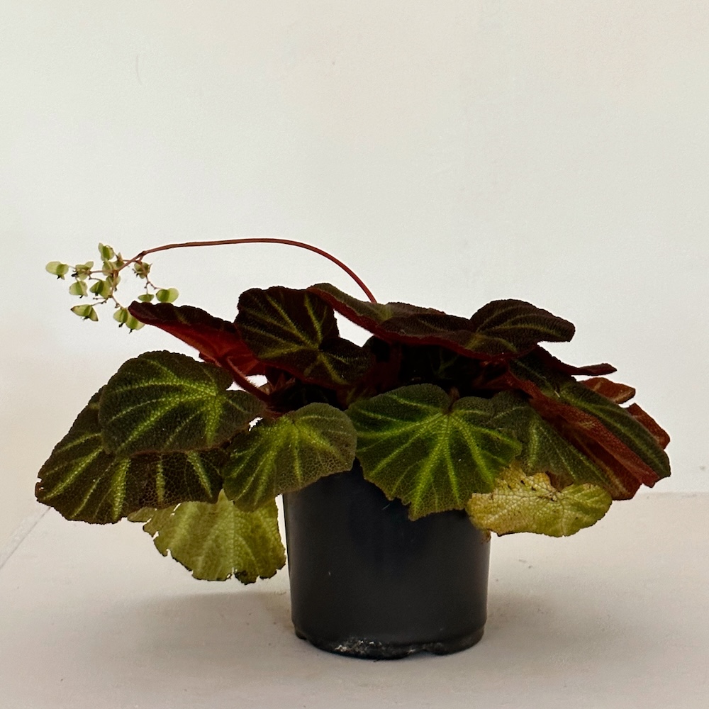 Begonia fuzzy