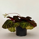 Begonia fuzzy