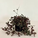 Ceropegia woodii 