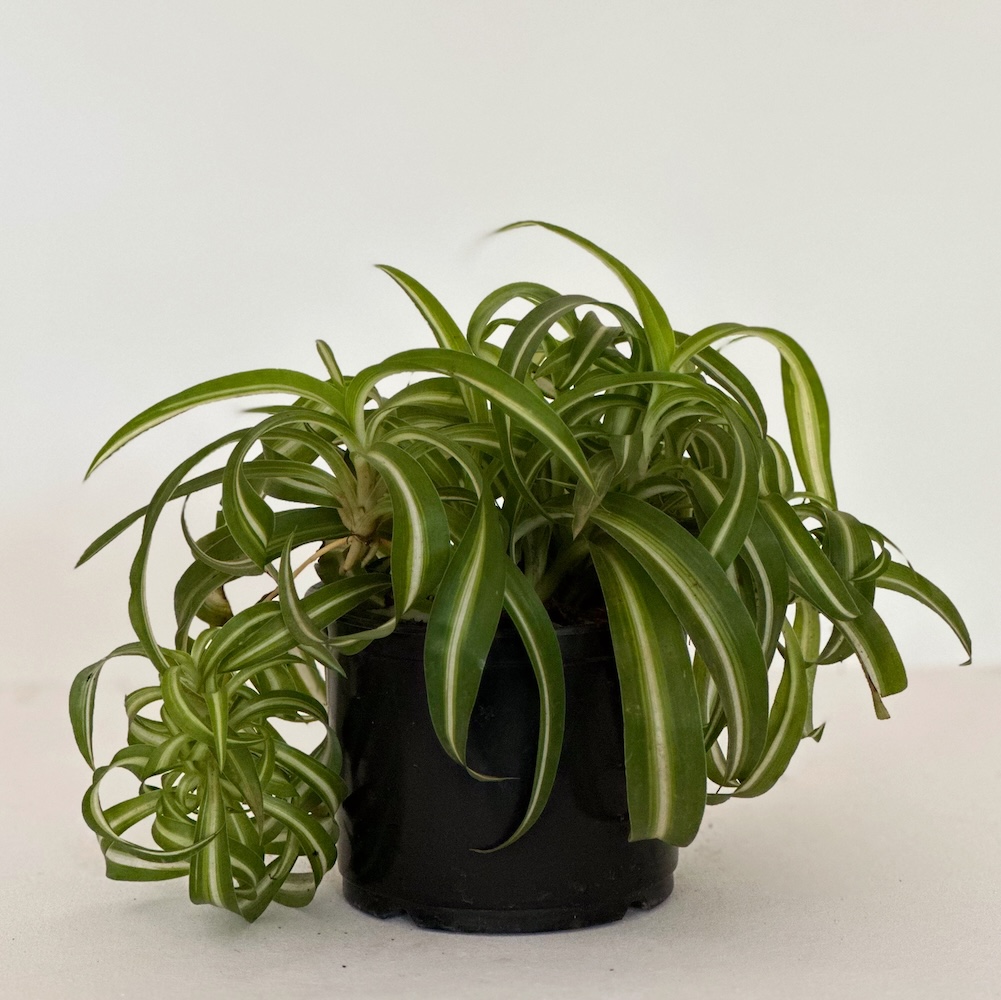 Chlorophytum comosum 'Bonnie'