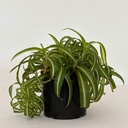 Chlorophytum comosum 'Bonnie'