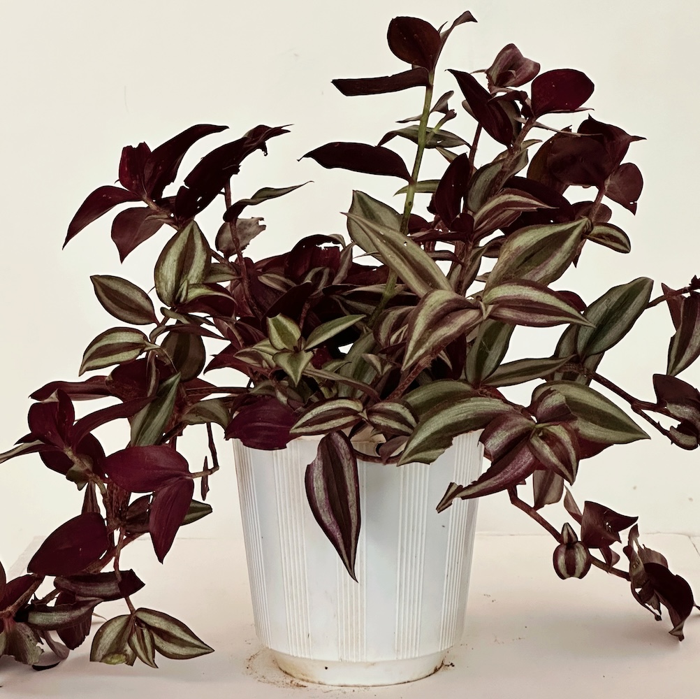 Tradescantia zebrina 