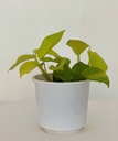 Epipremnum aureum 'Neon'
