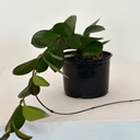 Hoya australis