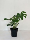 Monstera deliciosa 