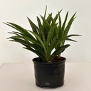 Sansevieria parva