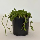 Senecio herreanus (String of Watermelon)