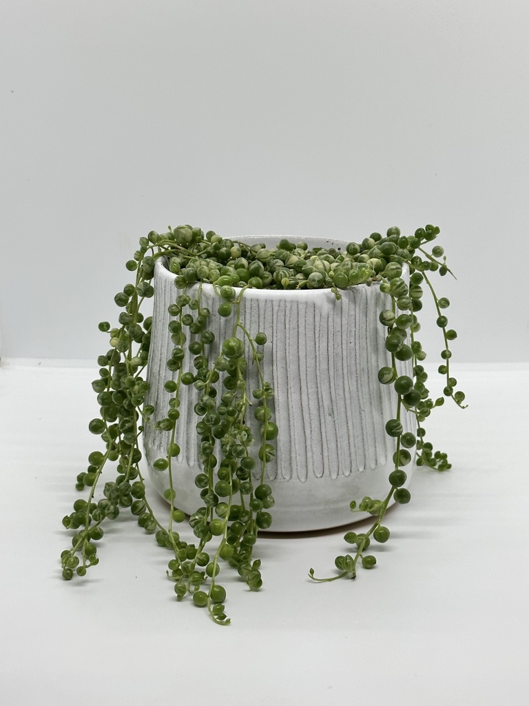 Sandy Pot