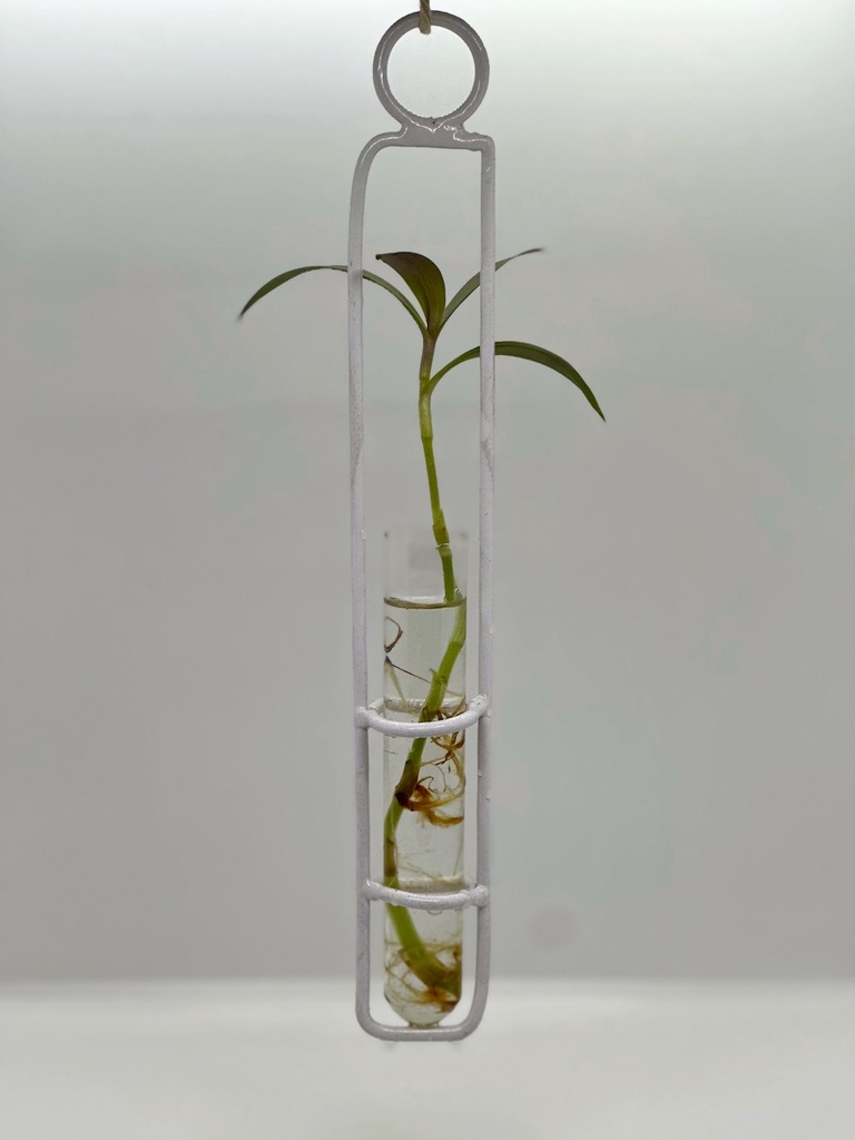 Hydra Water Prop / Bud Vase