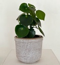 Original Terracotta Size 6