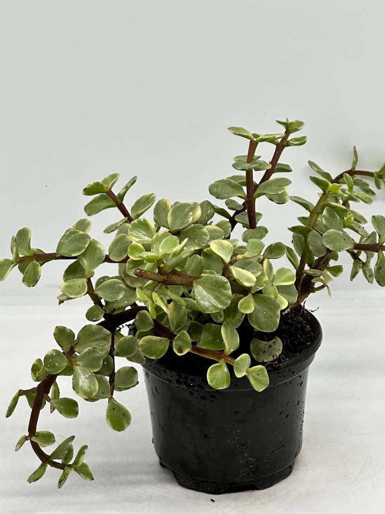 Portulacaria afra variegata