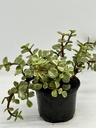 Portulacaria afra variegata
