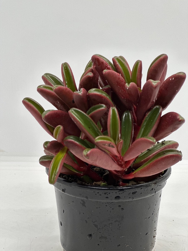 Peperomia dolabriformis 'Ruby Glow'