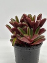Peperomia dolabriformis 'Ruby Glow'