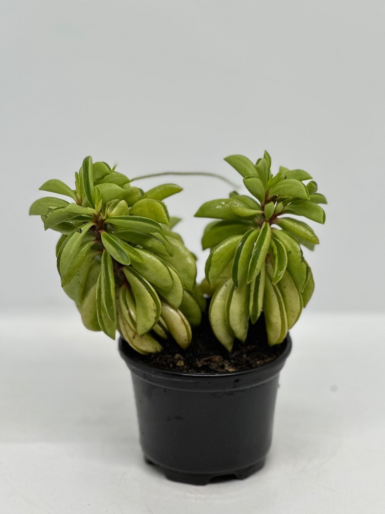 Peperomia dolabriformis