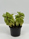 Peperomia dolabriformis