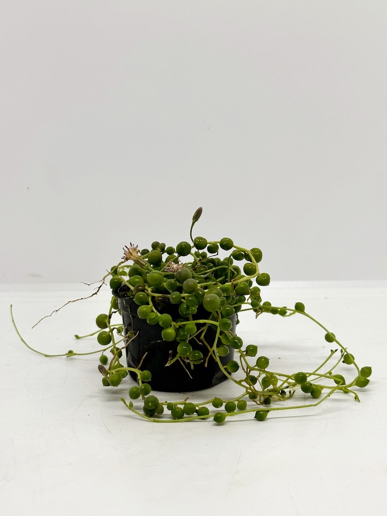 Senecio rowleyanus
