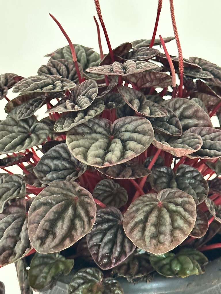 Peperomia caperata 'Red Luna'