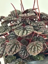 Peperomia caperata 'Red Luna'