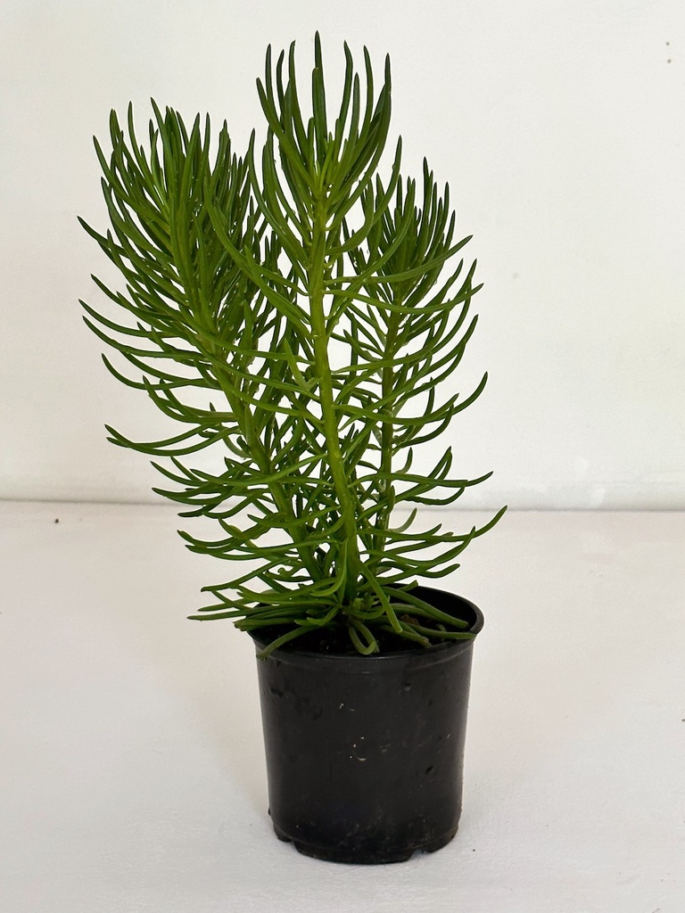 Senecio barbertonicus