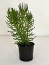 Senecio barbertonicus