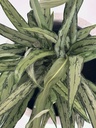 Aglaonema sp.