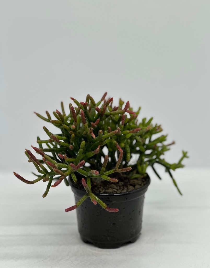 Rhipsalis cereuscula