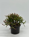 Rhipsalis cereuscula
