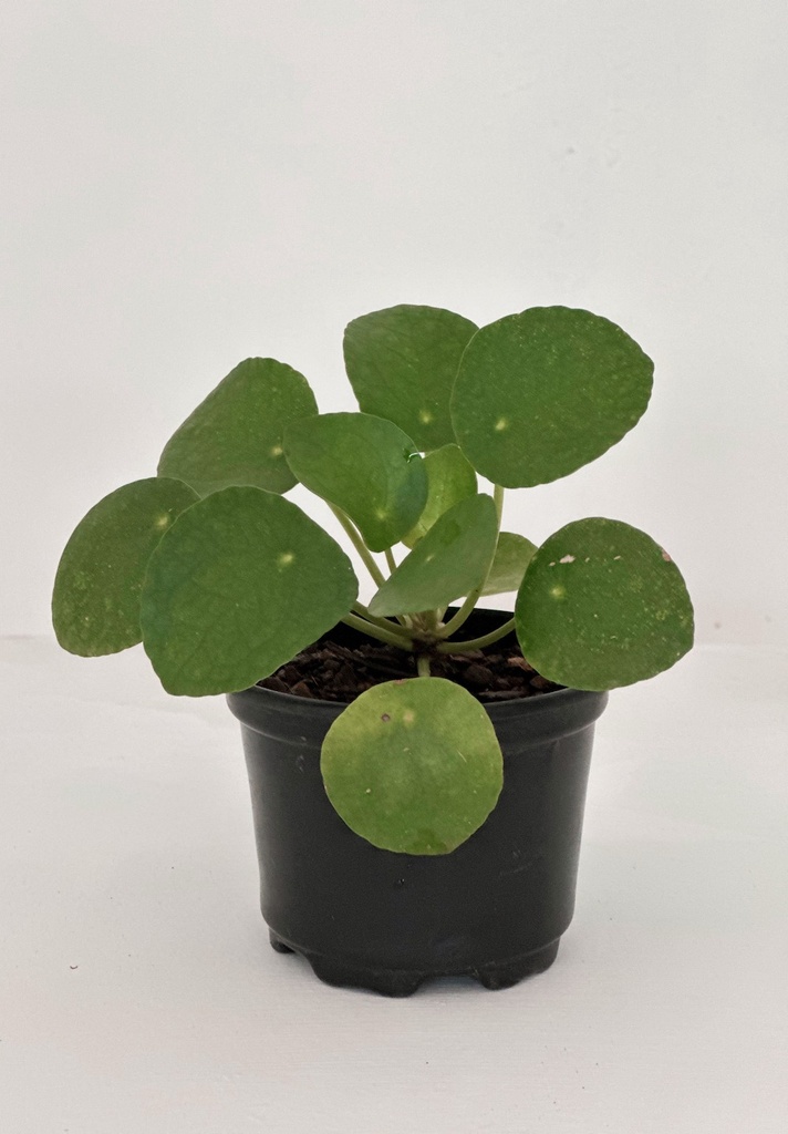 Pilea Peperomioides
