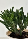 Crassula ovata 'Gollum'