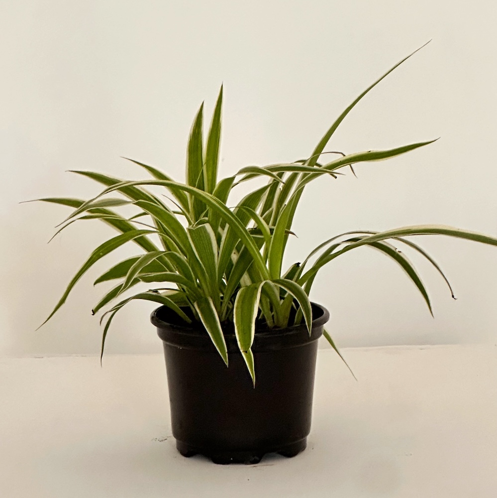 Chlorophytum comosum