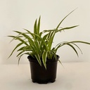 Chlorophytum comosum