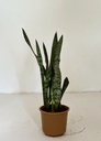 Sansevieria trifasciata