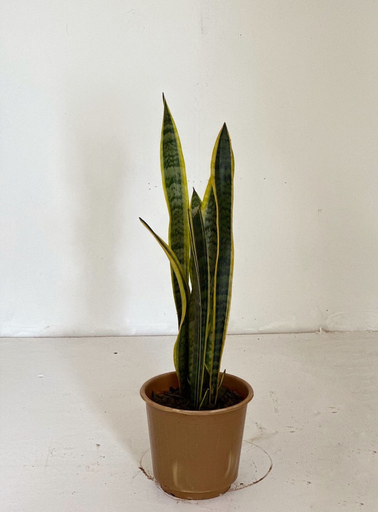 Sansevieria trifasciata 'Laurentii'