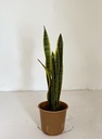 Sansevieria trifasciata 'Laurentii'