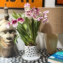 Heather Orchid Pot