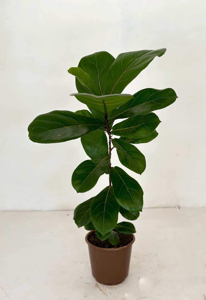 Ficus lyrata