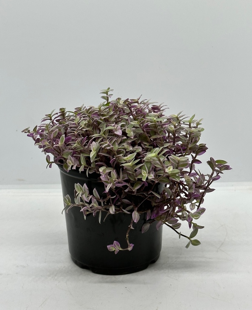 Calissa repens 'Pink Lady'