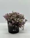 Calissa repens 'Pink Lady'